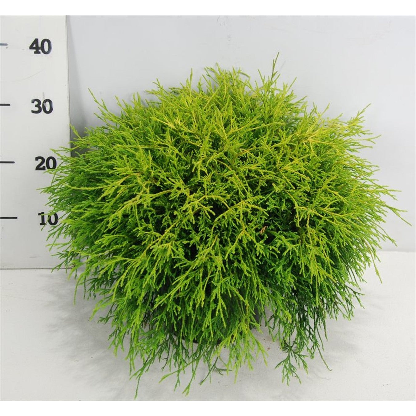 Ädelcypress – Chamaecyparis pisifera 'Sungold' - C5